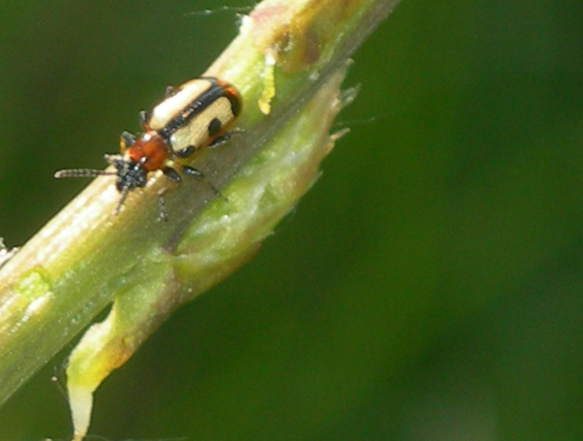 coleottero da identificare: Crioceris paracenthesis